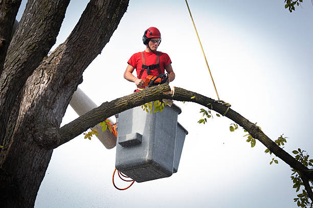 How Our Tree Care Process Works  in  Roxboro, NC